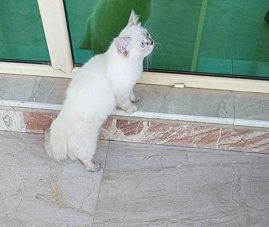 Cotton