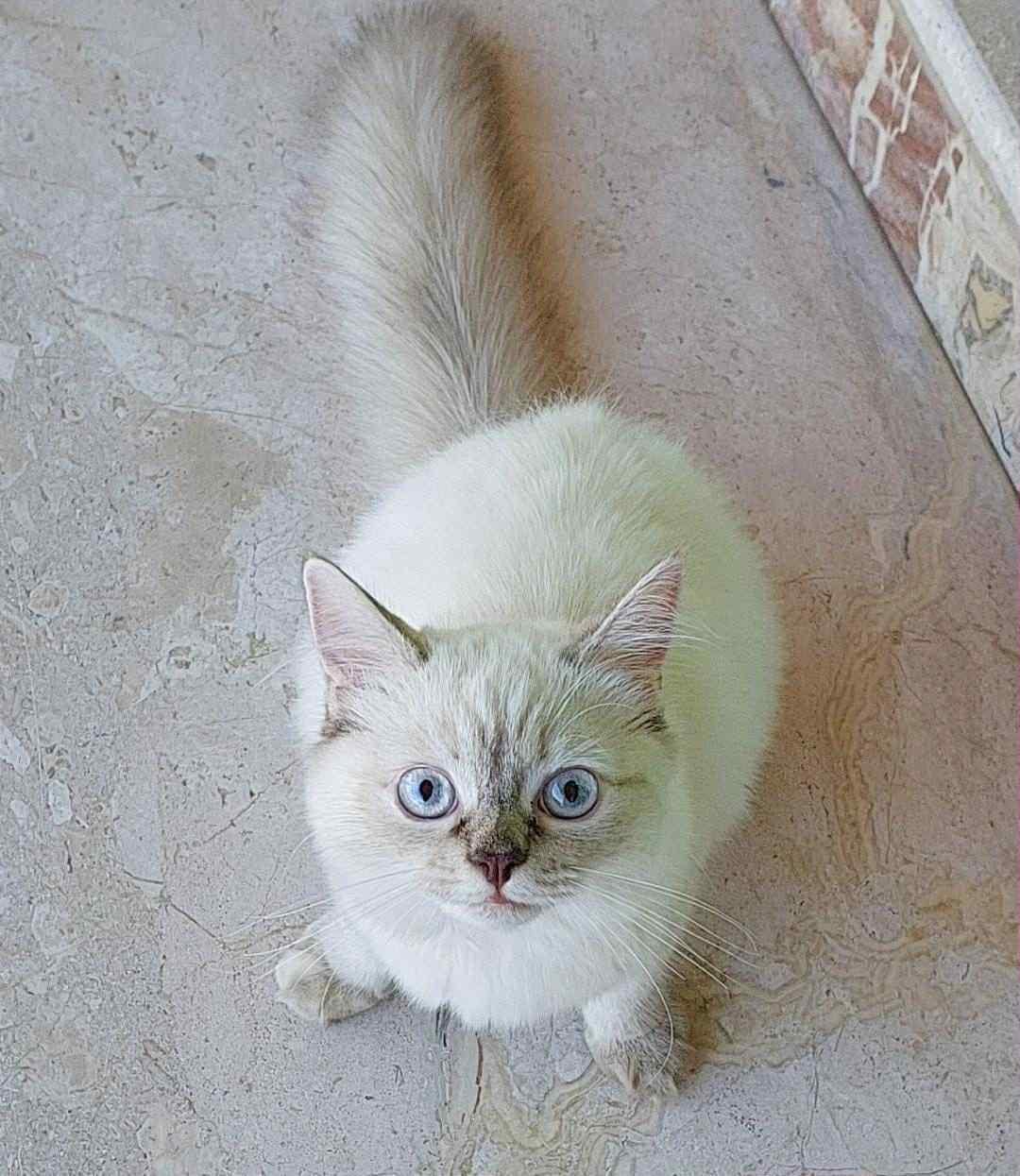 Cotton