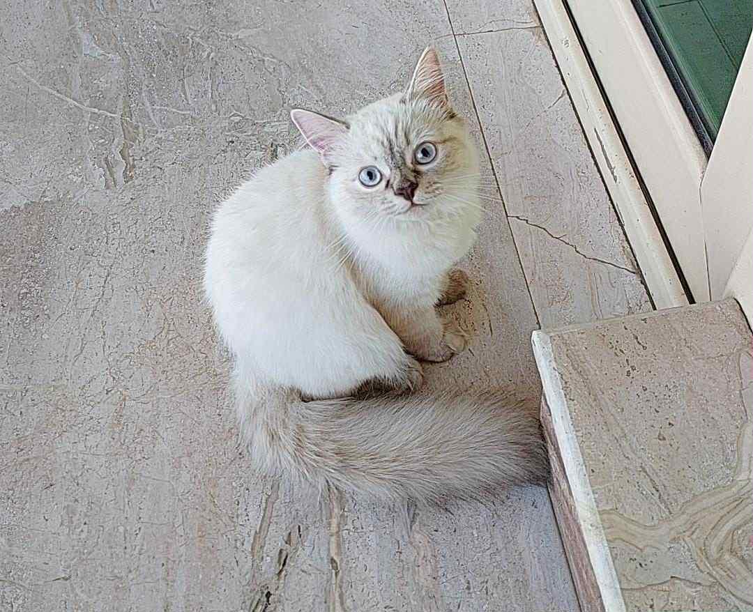 Cotton