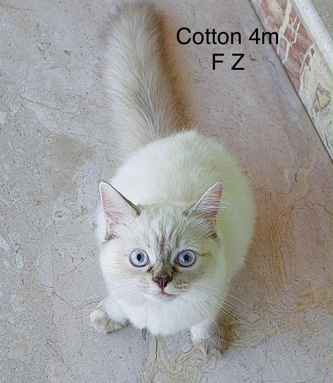 Cotton