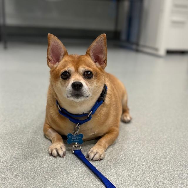 Enlarge HONEY, a Adoptable Chihuahua in Centerville, MA image 1/1
