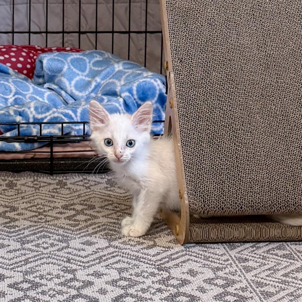 Cirrus, a Adoptable mixed breed in Milton, FL image 3/6