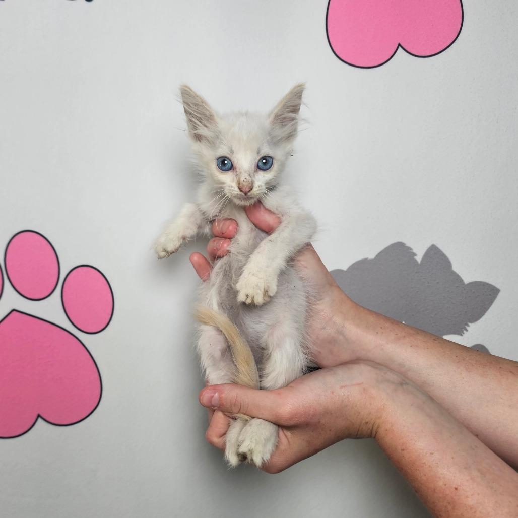 Cirrus, a Adoptable mixed breed in Milton, FL image 4/6