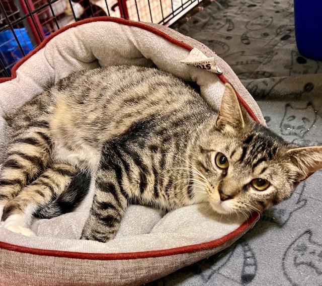 CAL, Young Male Tabby