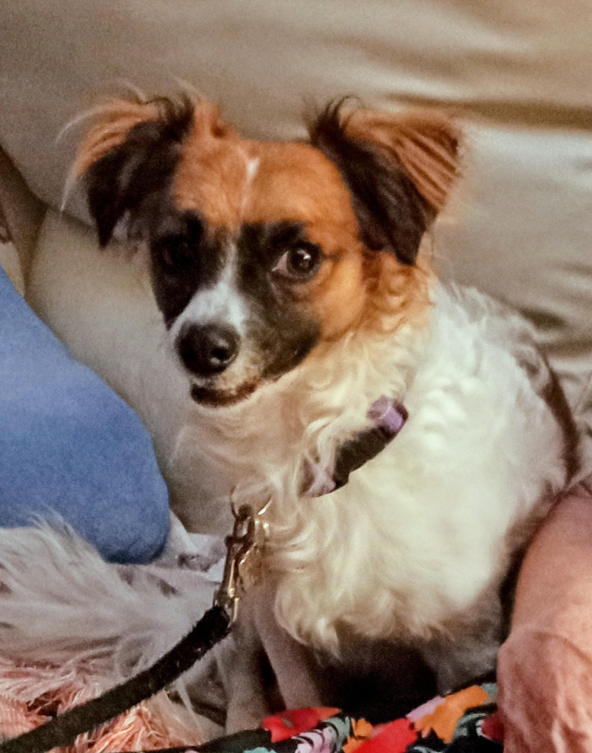 Toby, Adoptable, Adult Male Chihuahua.