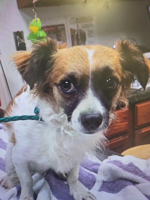 Enlarge Toby, a Adoptable mixed breed in Albuquerque, NM image 3/3
