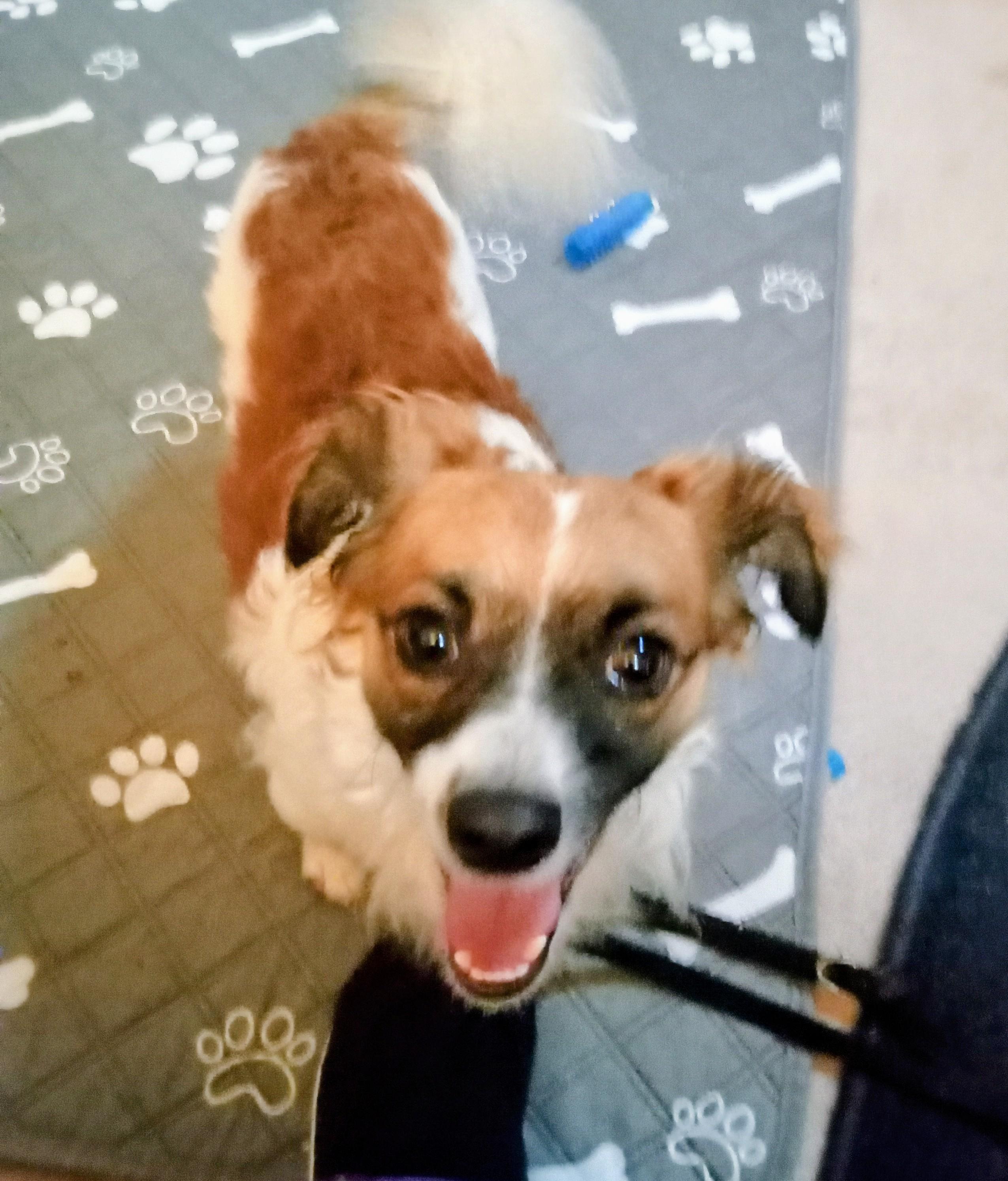 Enlarge Toby, a Adoptable mixed breed in Albuquerque, NM image 2/3