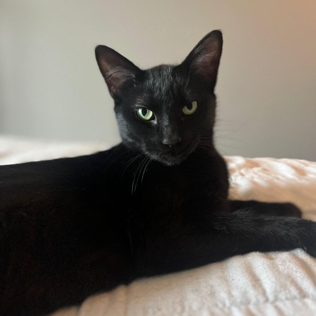 Enlarge Tang, a Adoptable Domestic Short Hair in Puslinch, ON image 1/6