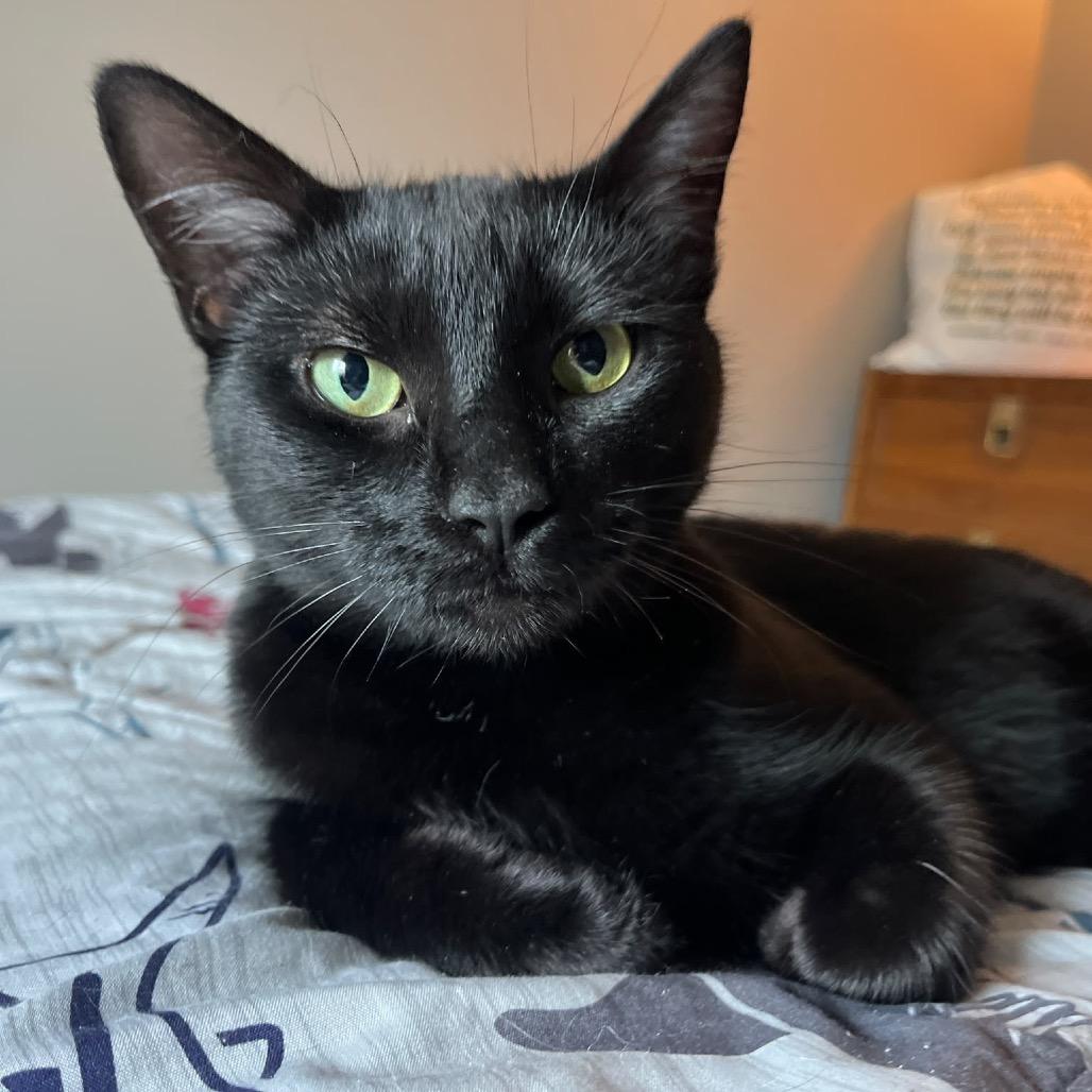 Enlarge Tang, a Adoptable Domestic Short Hair in Puslinch, ON image 2/6