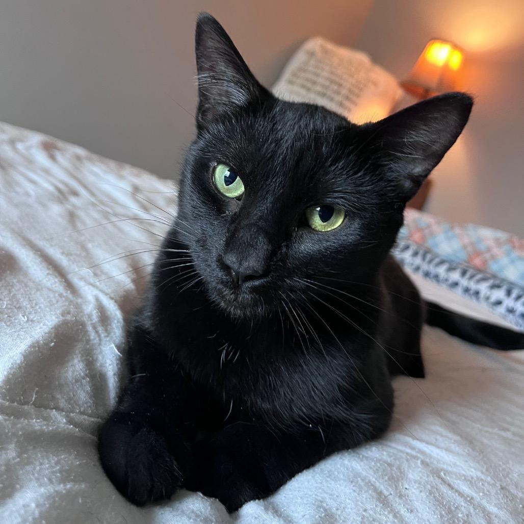 Enlarge Tang, a Adoptable Domestic Short Hair in Puslinch, ON image 3/6