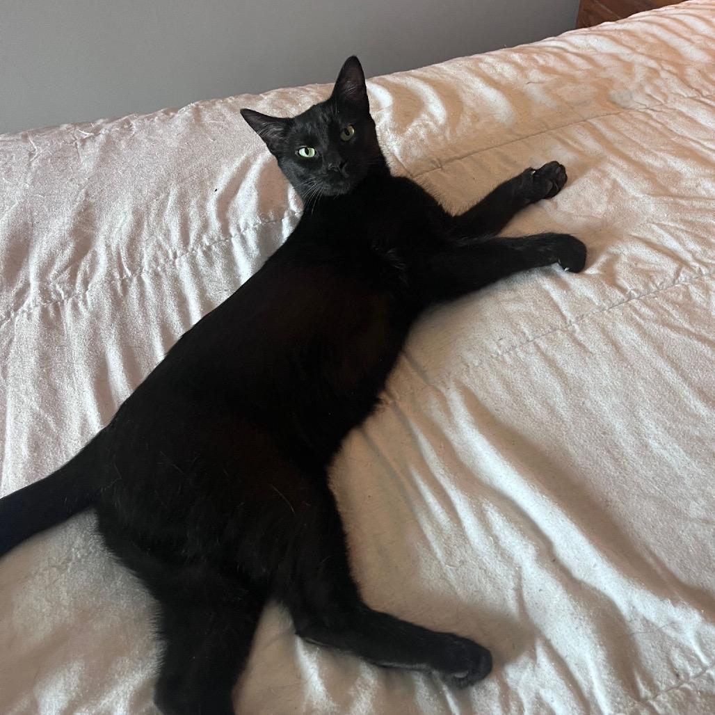 Enlarge Tang, a Adoptable Domestic Short Hair in Puslinch, ON image 4/6