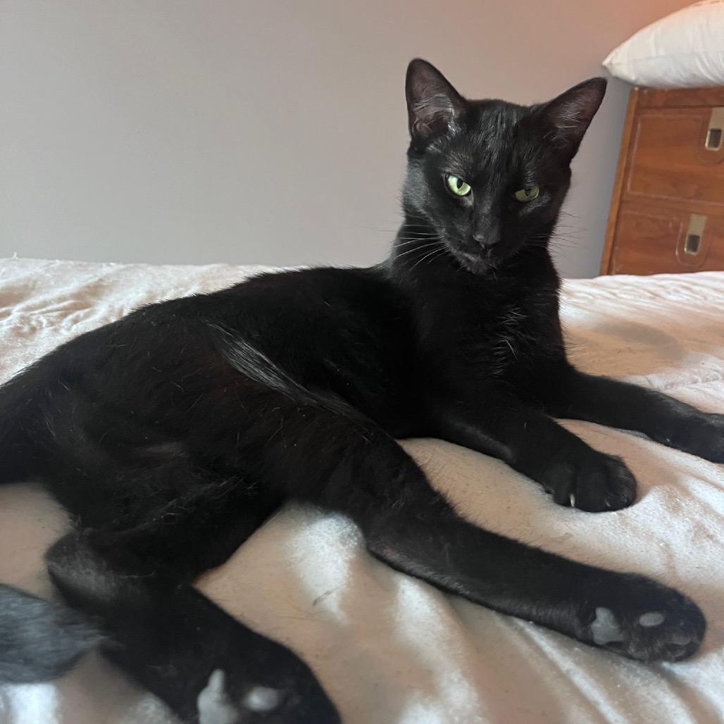 Enlarge Tang, a Adoptable Domestic Short Hair in Puslinch, ON image 5/6