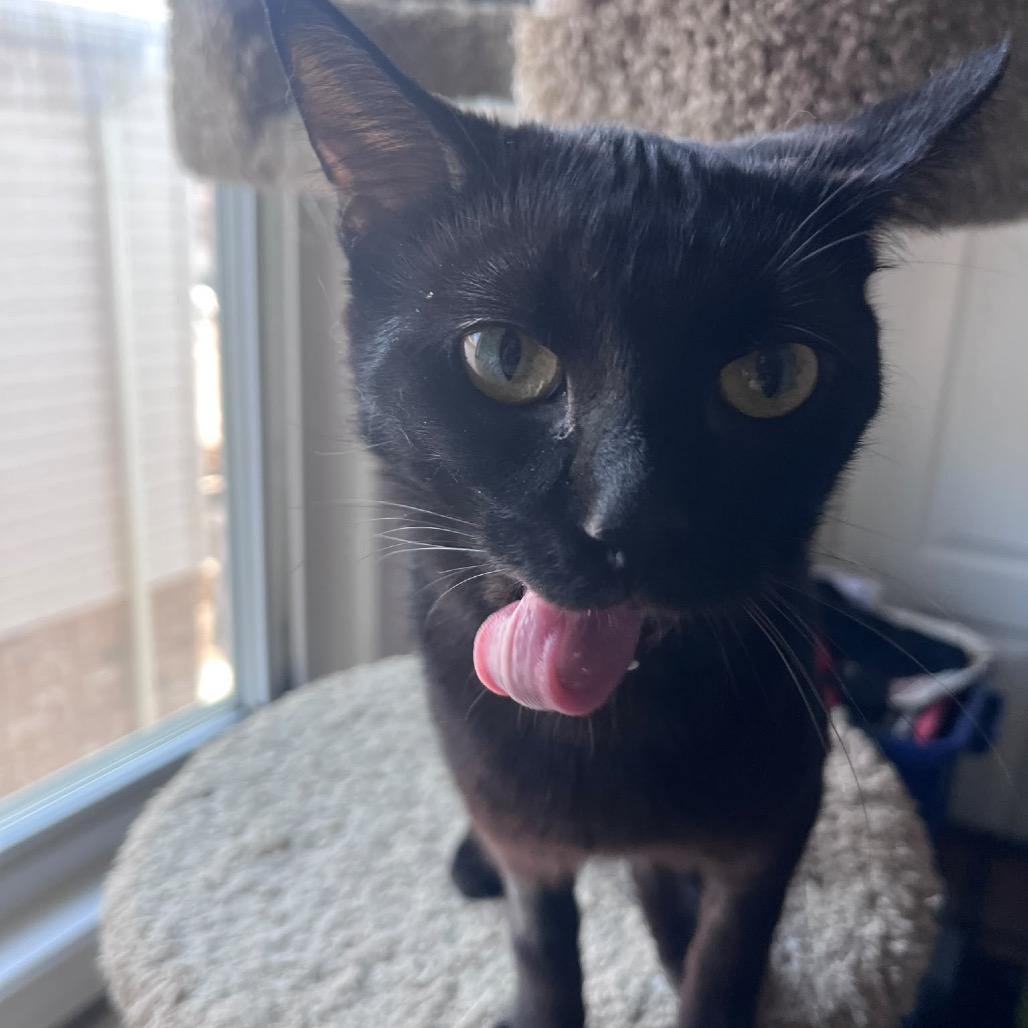 Enlarge Tang, a Adoptable Domestic Short Hair in Puslinch, ON image 6/6