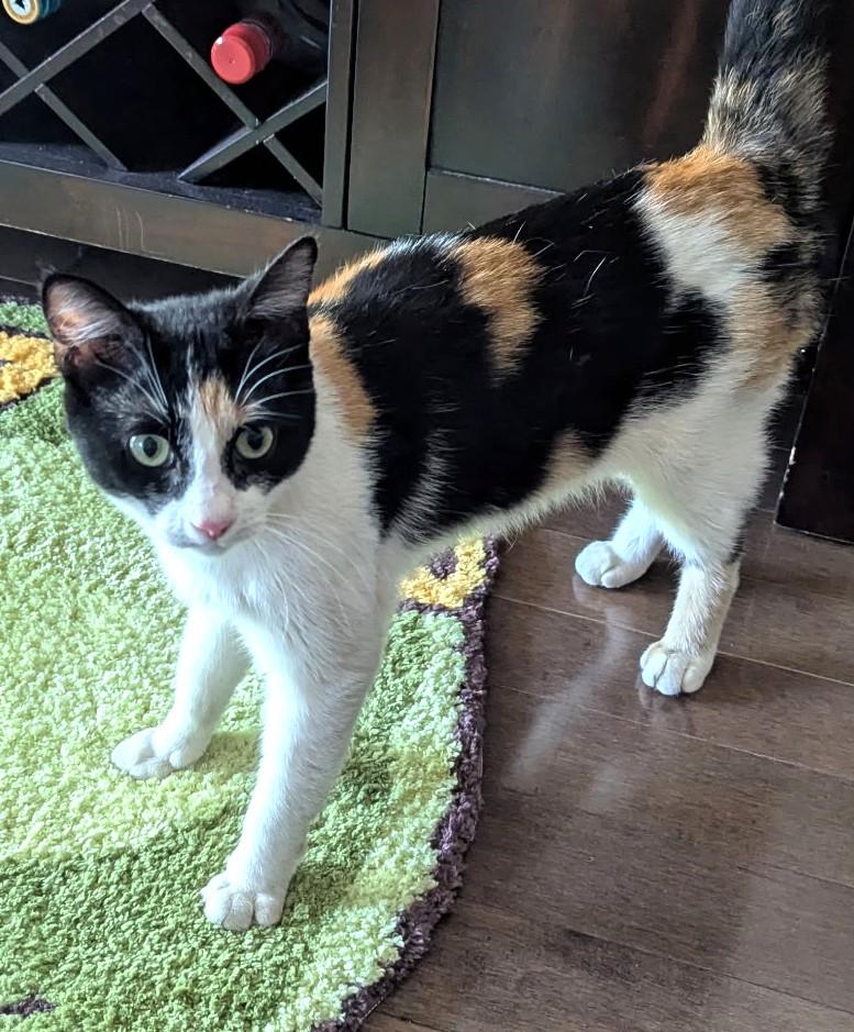 Halo-Halo, Adult Female unknown