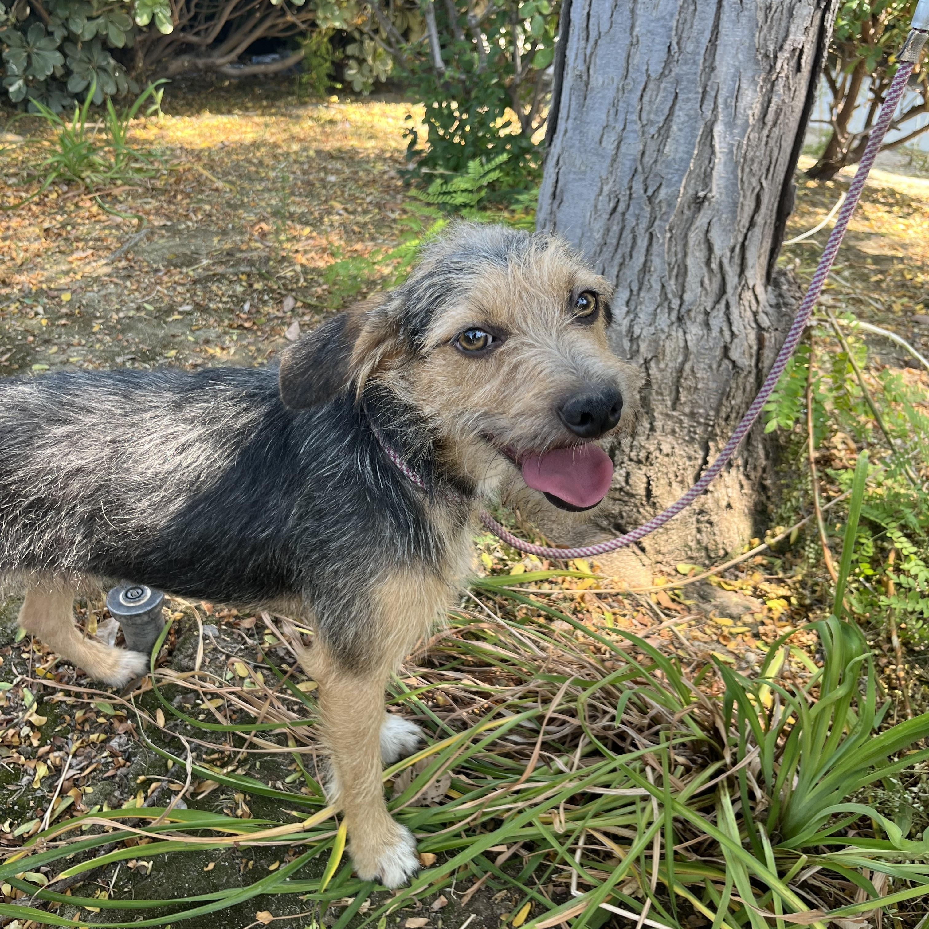 Enlarge Montee, a Adoptable mixed breed in Bakersfield, CA image 1/5
