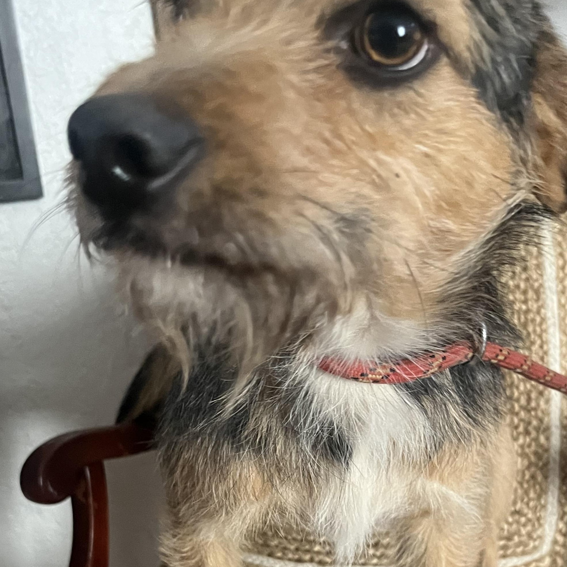 Enlarge Montee, a Adoptable mixed breed in Bakersfield, CA image 4/5