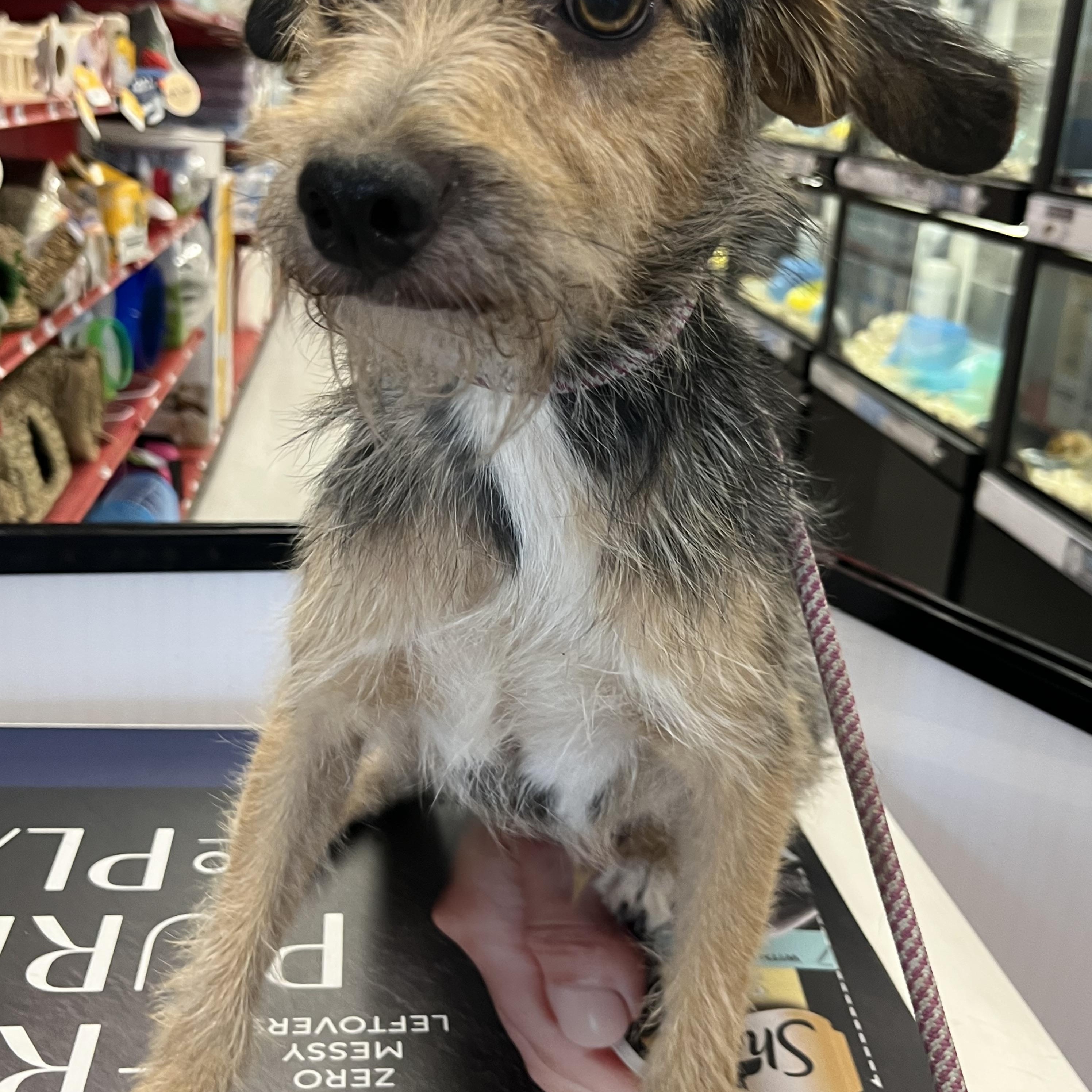 Enlarge Montee, a Adoptable mixed breed in Bakersfield, CA image 5/5