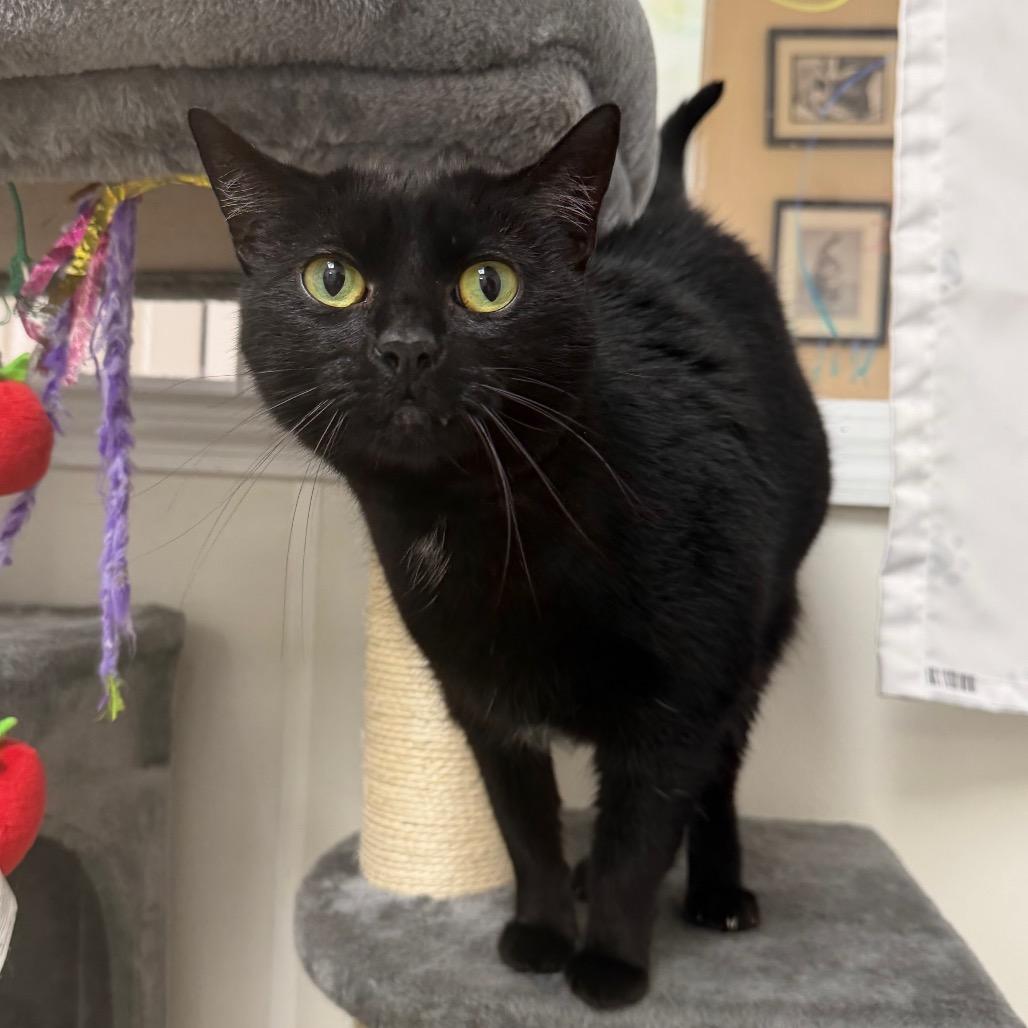 Bandit, Adoptable, Senior Female Domestic Short Hair.