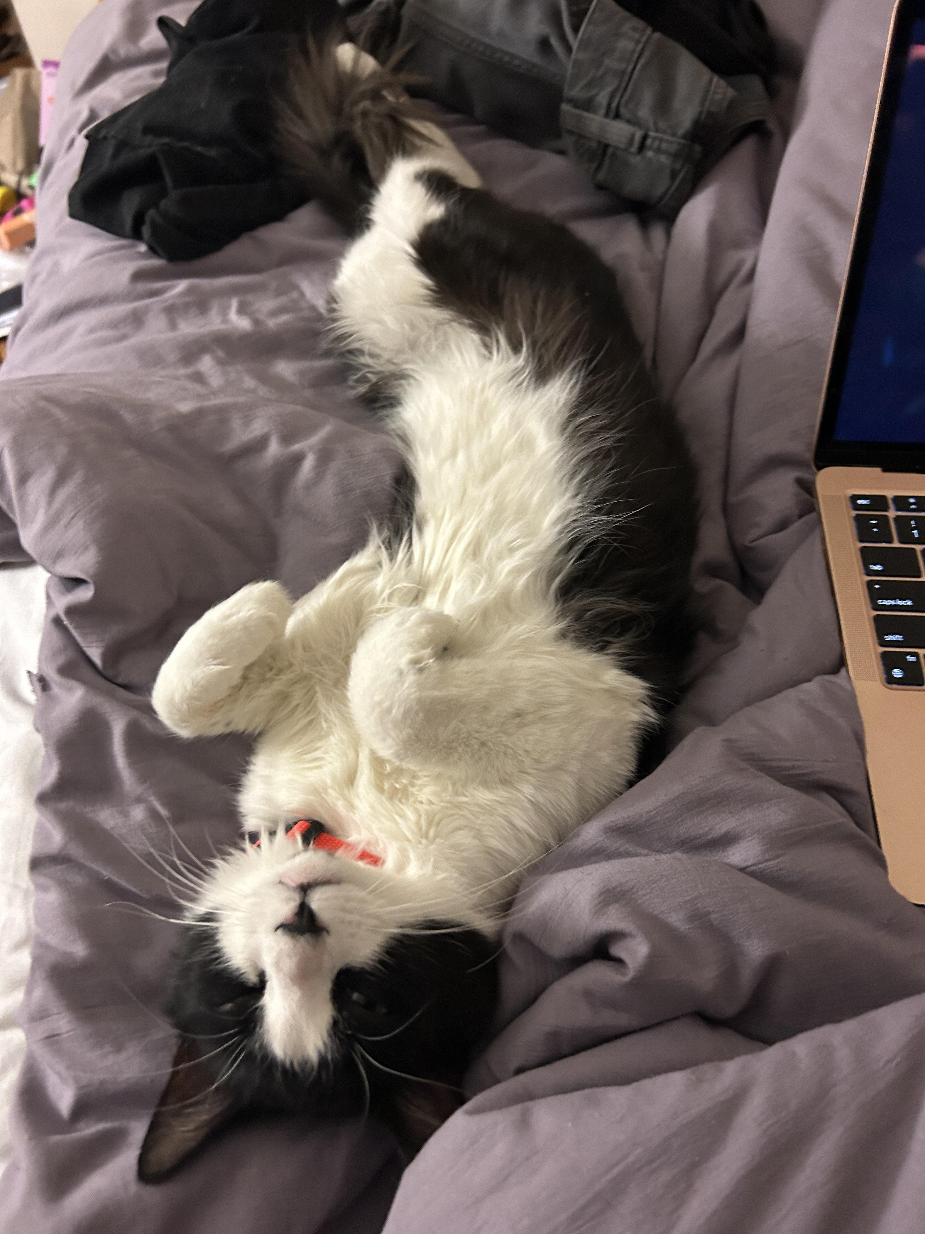 Bushy, a Adopted Domestic Medium Hair in Springfield, MA image 1/4