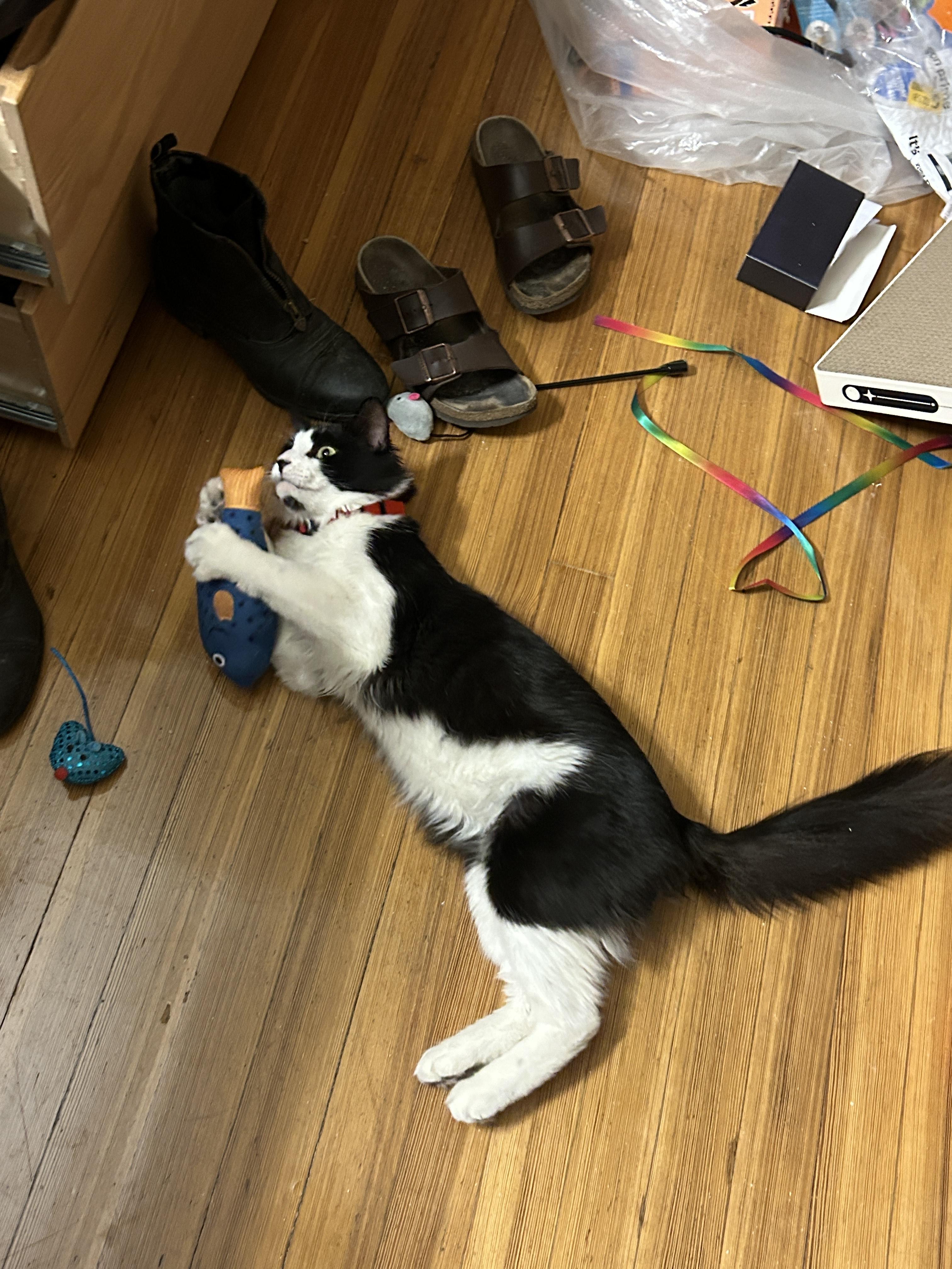 Bushy, a Adopted Domestic Medium Hair in Springfield, MA image 2/4