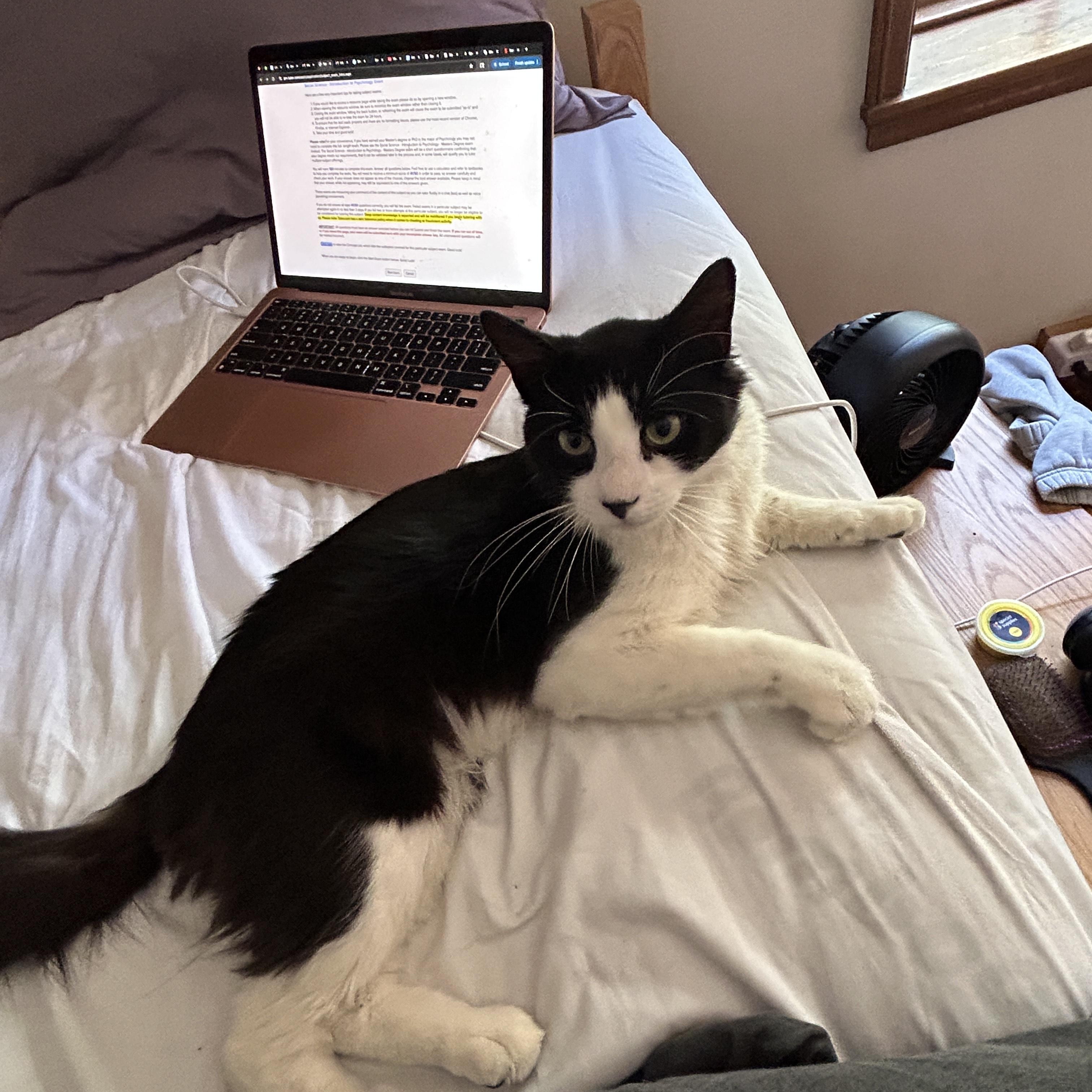 Bushy, a Adopted Domestic Medium Hair in Springfield, MA image 3/4