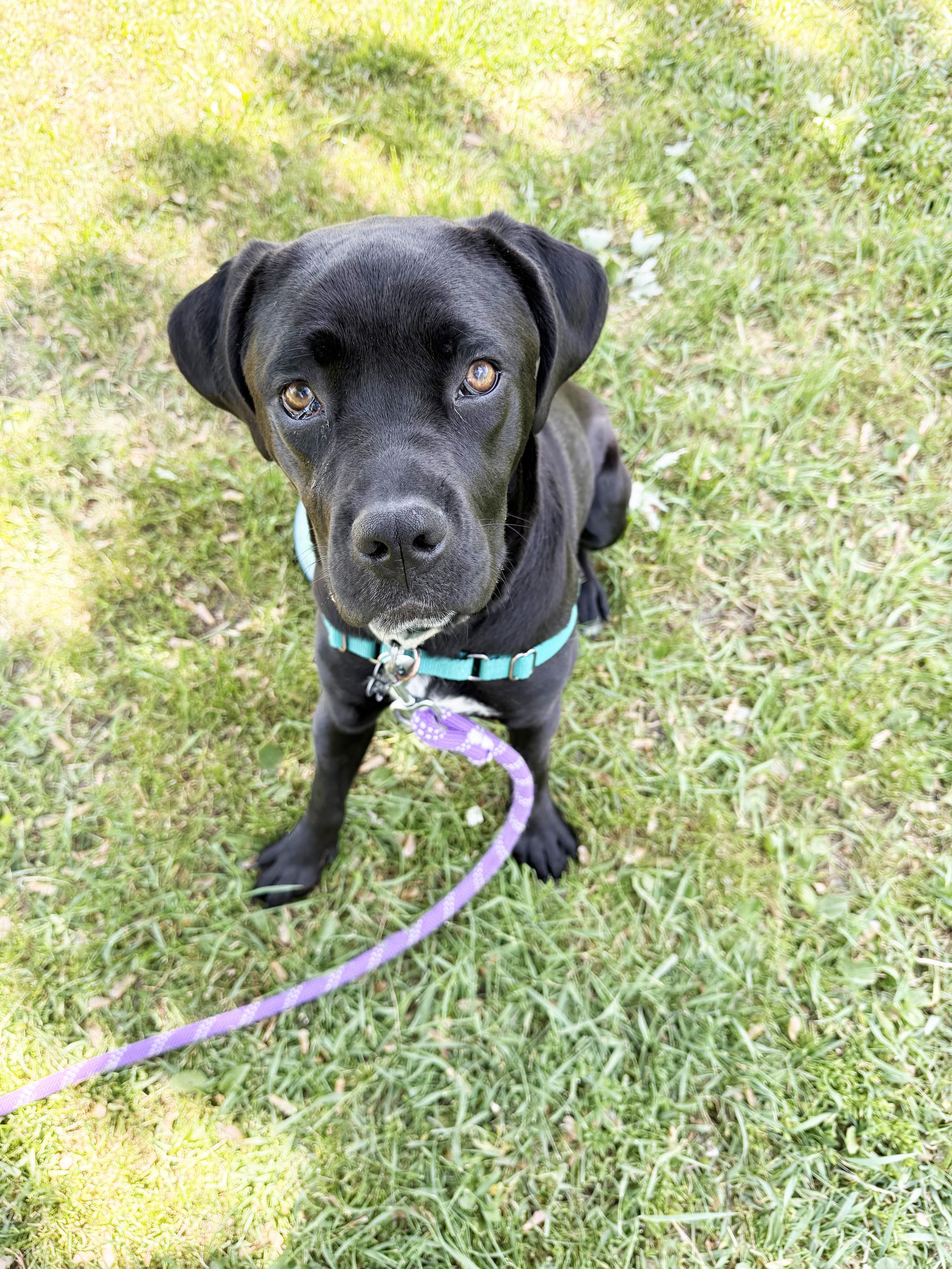 Jolene - fun loving, silly, sweet little girl, a ADOPTABLE mixed breed in Oshkosh, WI image 5/6