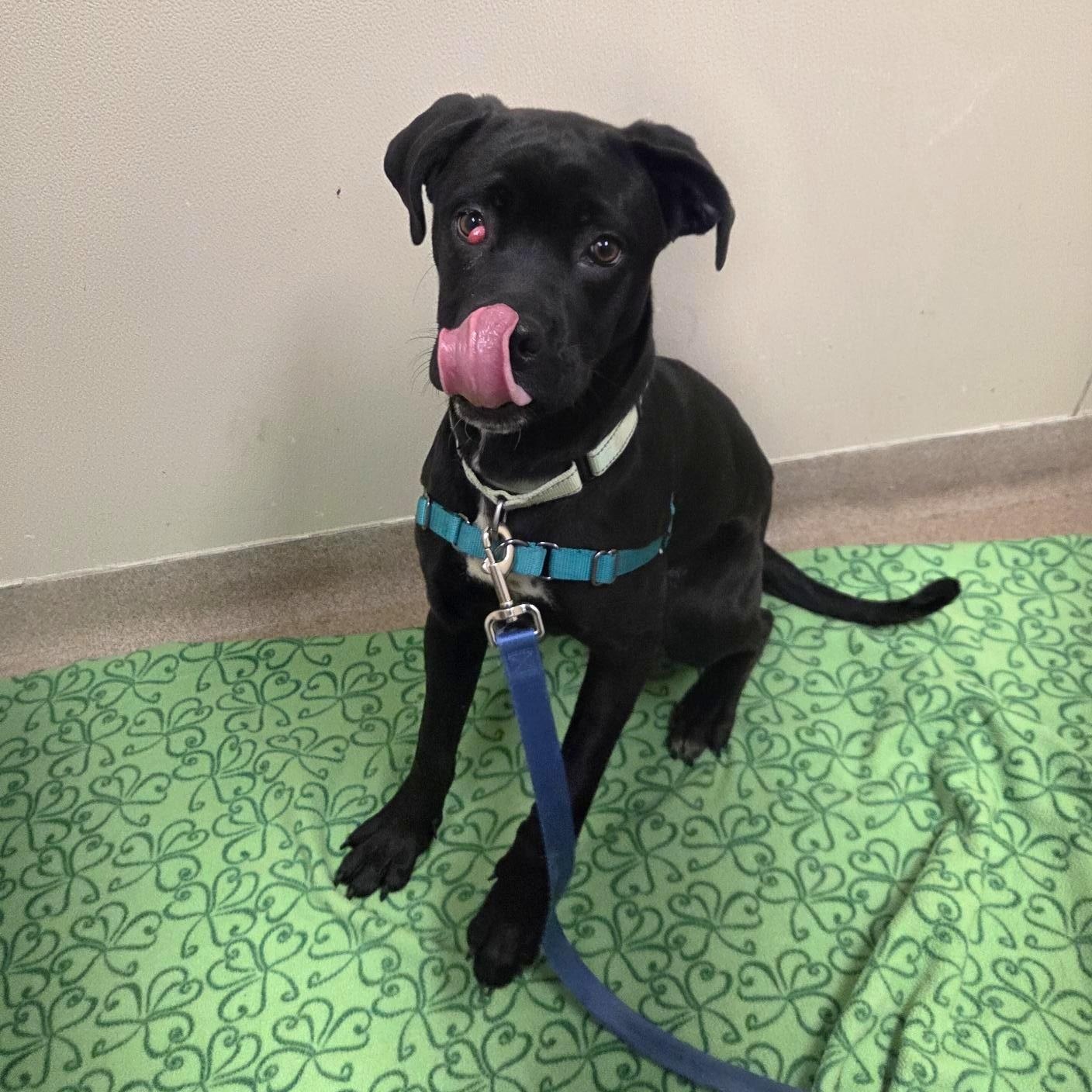 Enlarge Jolene-A gentle, loving girl, a ADOPTABLE mixed breed in Oshkosh, WI image 4/5