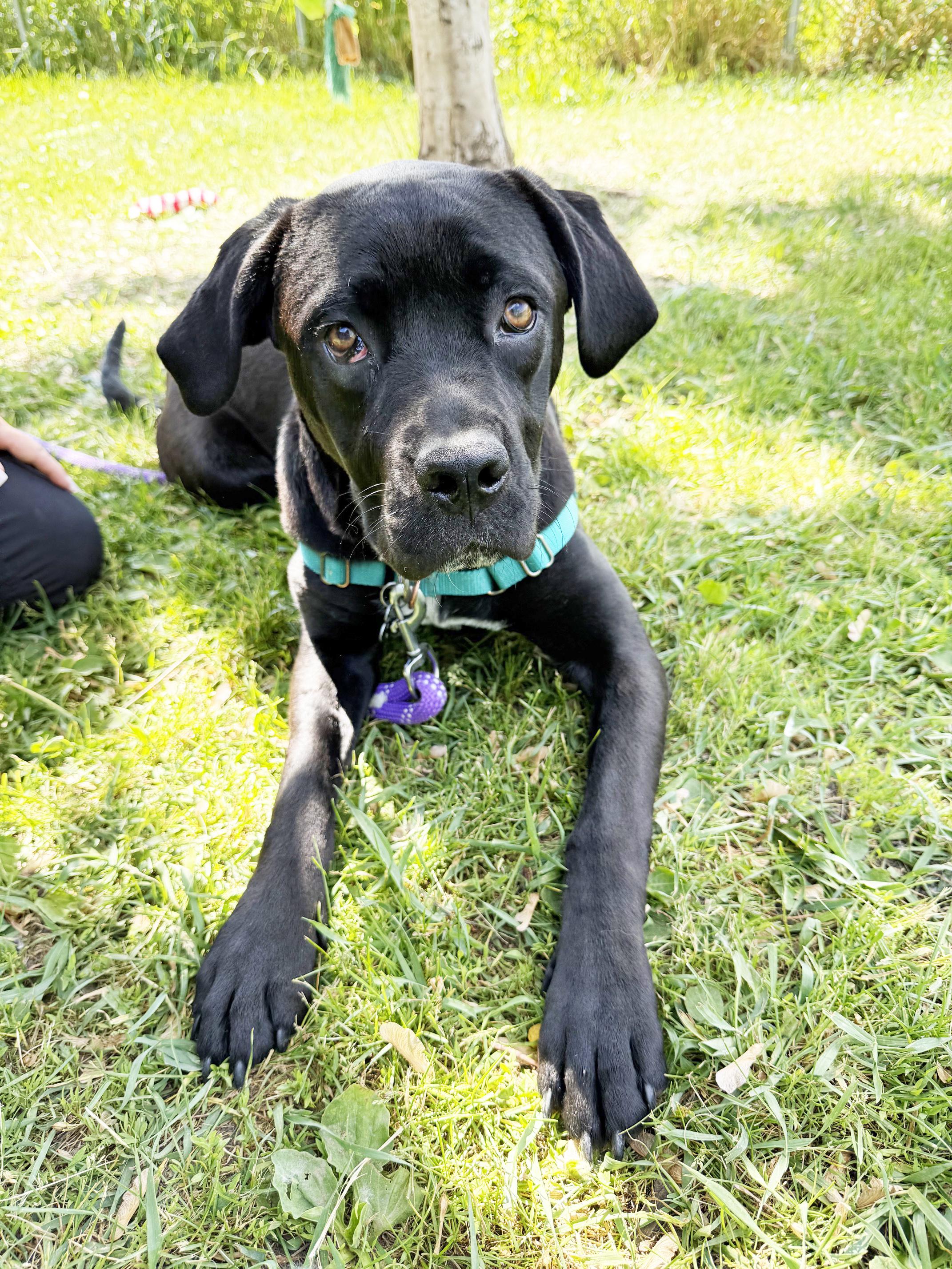 Jolene - fun loving, silly, sweet little girl, ADOPTABLE, Young Female Mixed Breed.