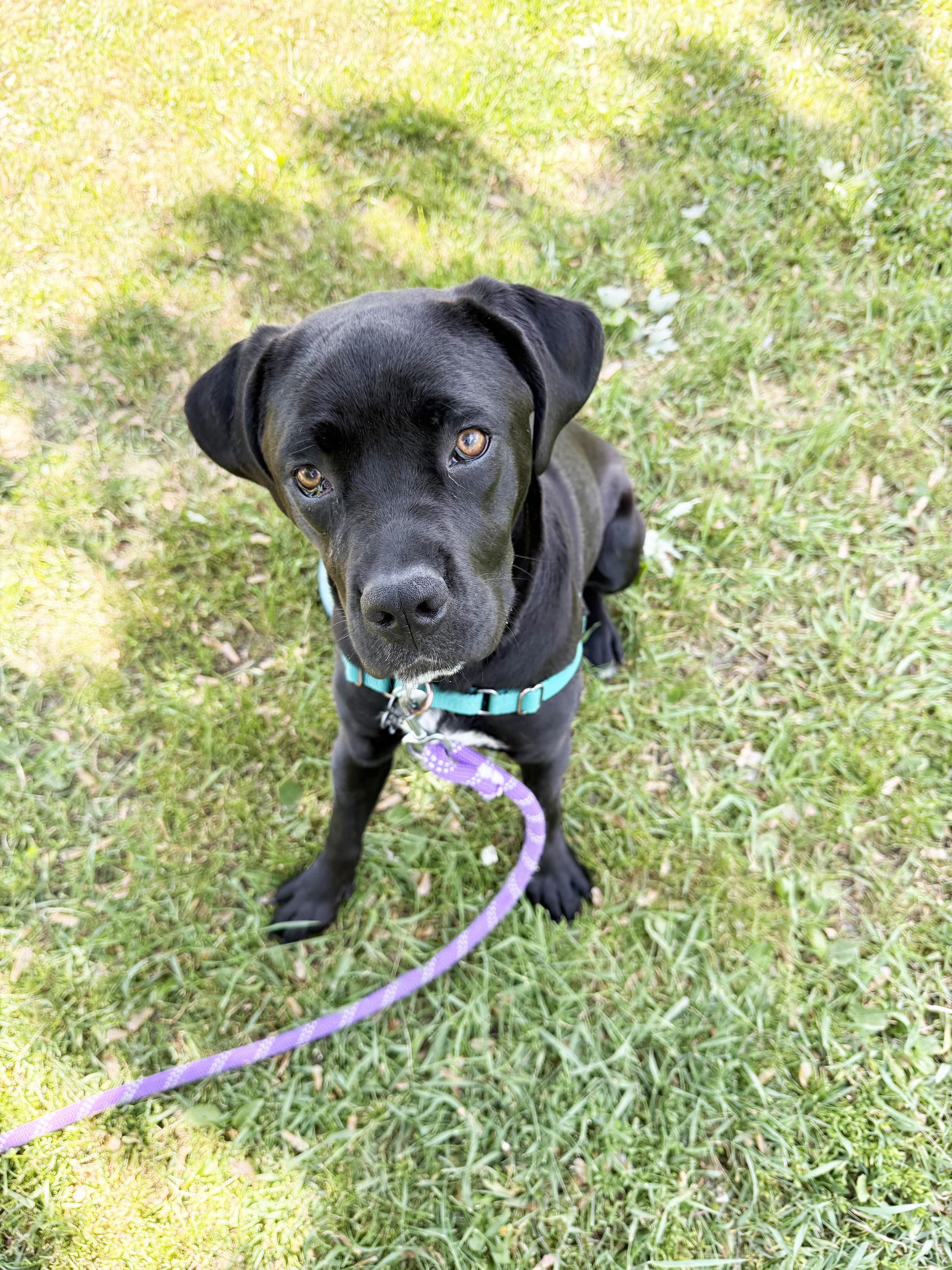 Jolene - fun loving, silly, sweet little girl, a ADOPTABLE mixed breed in Oshkosh, WI image 6/6