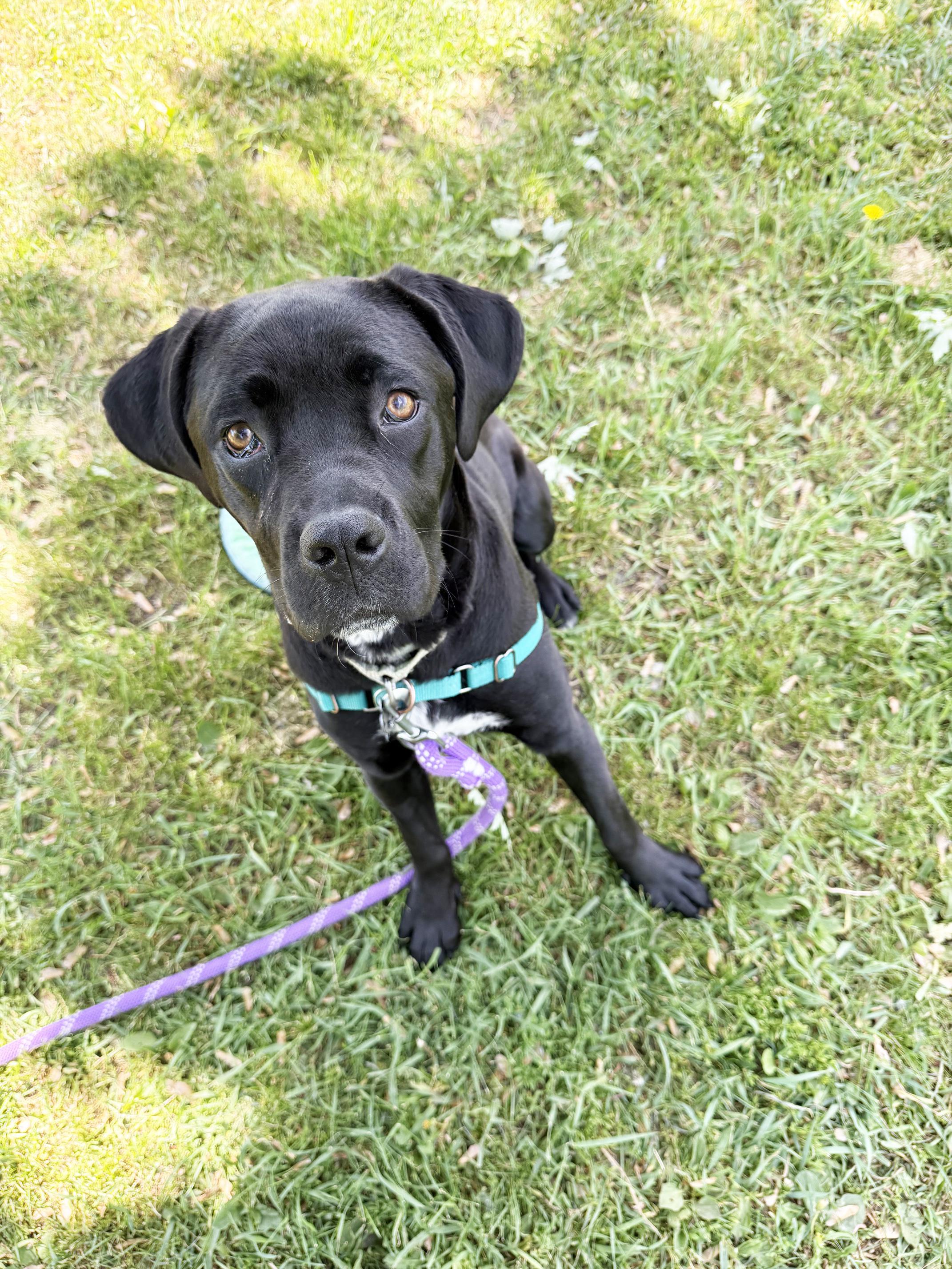 Jolene - fun loving, silly, sweet little girl, a ADOPTABLE mixed breed in Oshkosh, WI image 2/6