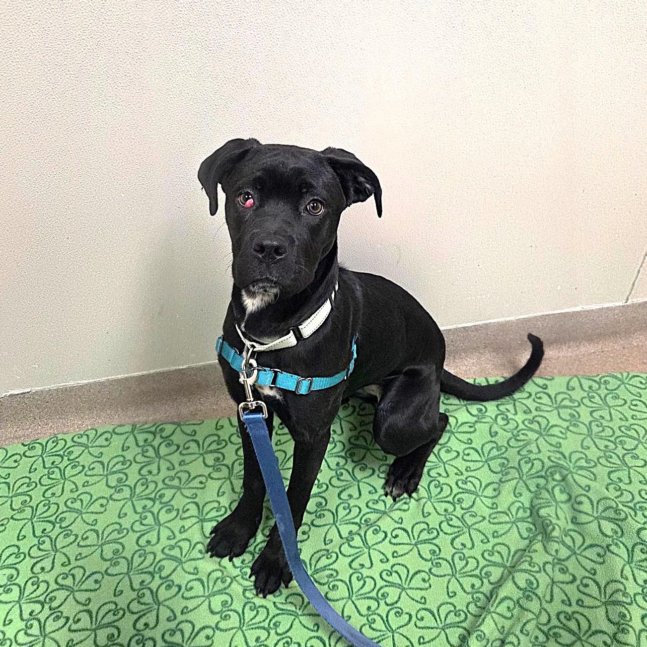 Enlarge Jolene-A gentle, loving girl, a ADOPTABLE mixed breed in Oshkosh, WI image 3/5