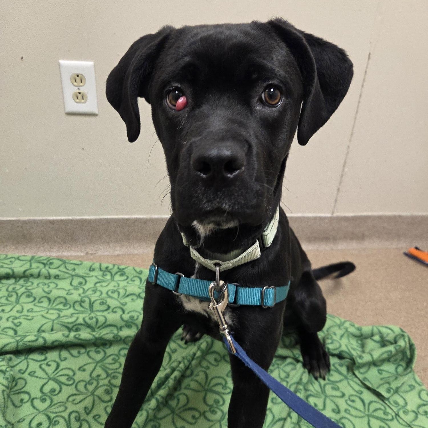 Jolene-A gentle, loving girl, ADOPTABLE, Young Female Mixed Breed.