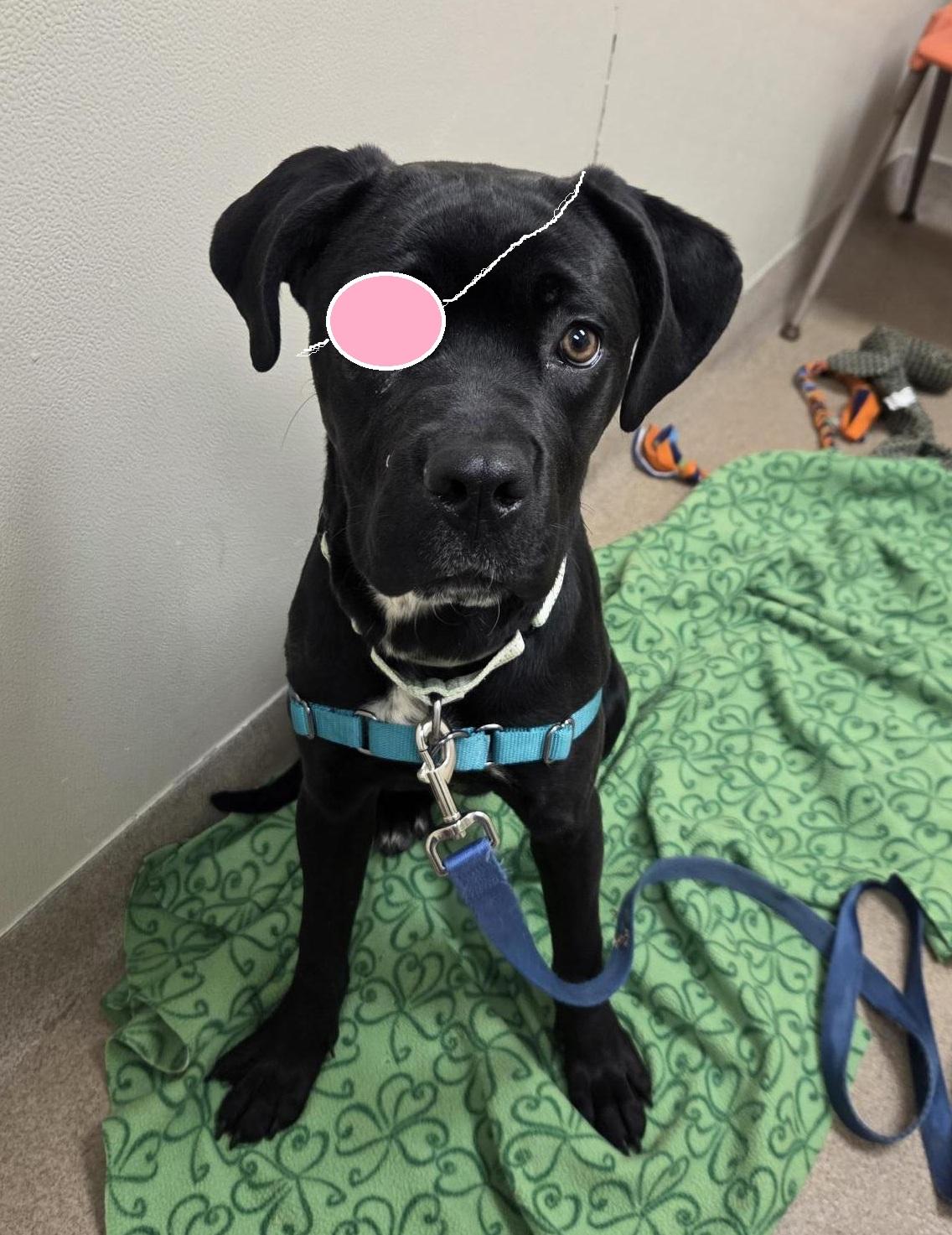 Enlarge Jolene-A gentle, loving girl, a ADOPTABLE mixed breed in Oshkosh, WI image 2/5