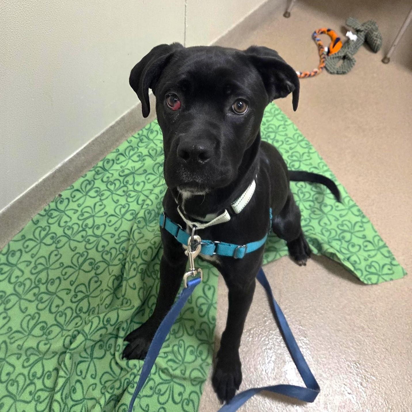 Enlarge Jolene-A gentle, loving girl, a ADOPTABLE mixed breed in Oshkosh, WI image 5/5