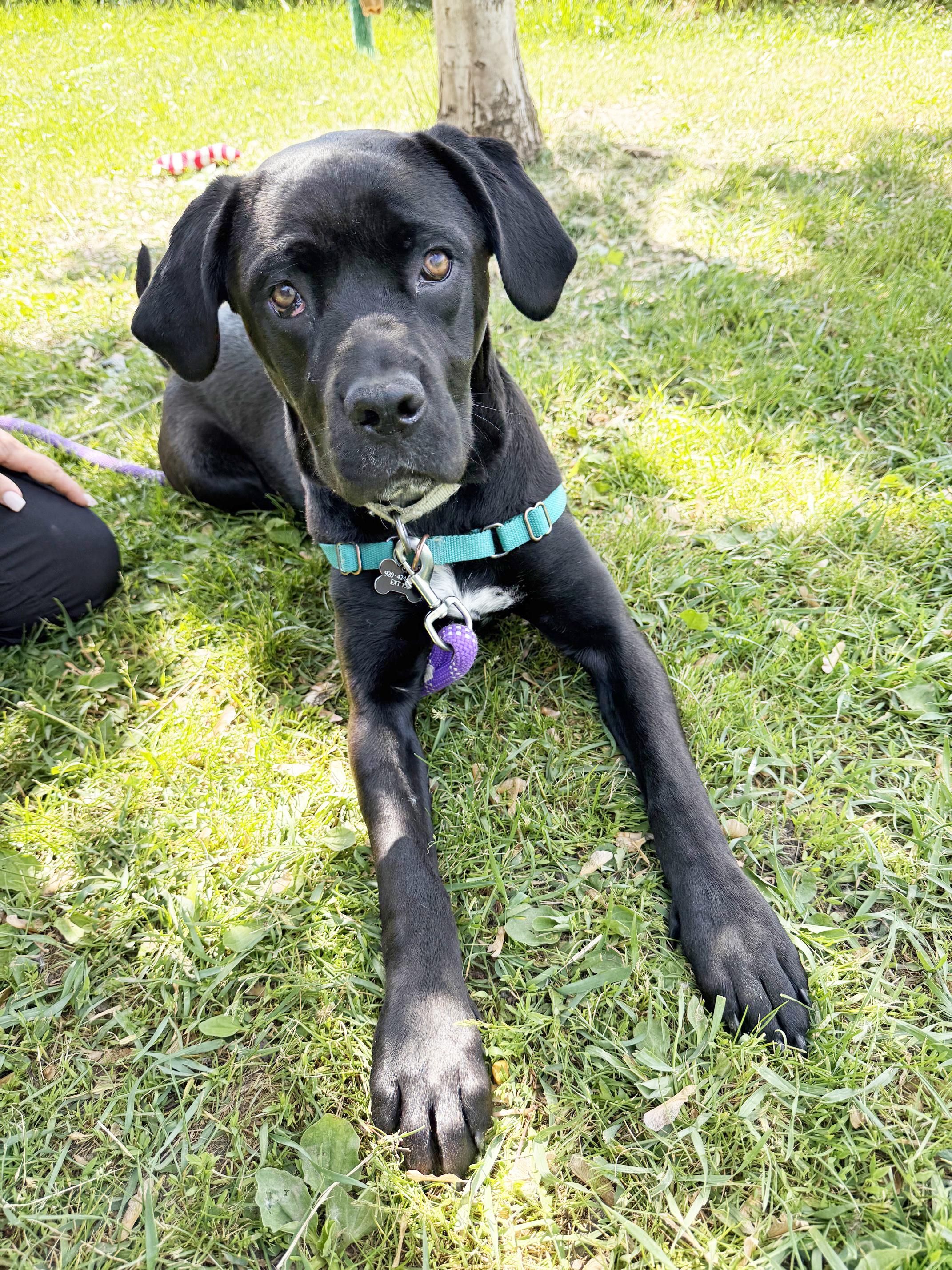 Jolene - fun loving, silly, sweet little girl, a ADOPTABLE mixed breed in Oshkosh, WI image 4/6