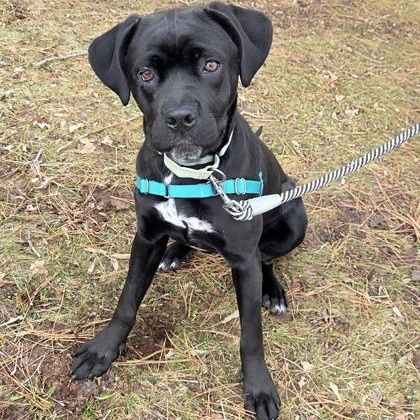 Enlarge Jolene-A gentle, loving girl, a ADOPTABLE mixed breed in Oshkosh, WI image 1/5