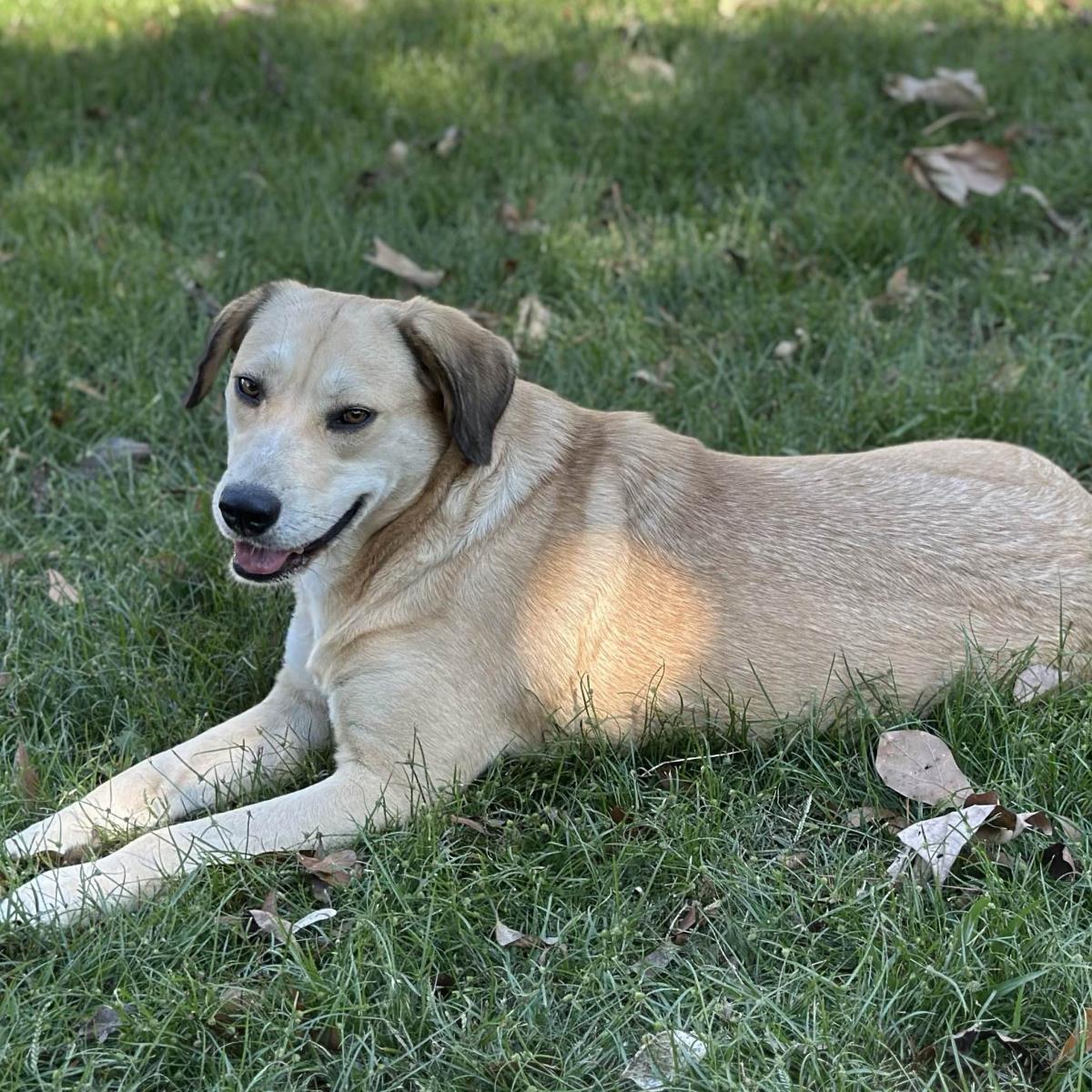 Enlarge ALISON, a Adoptable Labrador Retriever in NEWTOWN, PA image 2/3