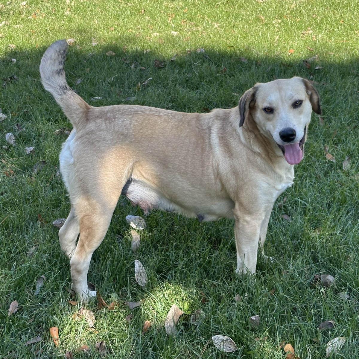 Enlarge ALISON, a Adoptable Labrador Retriever in NEWTOWN, PA image 3/3