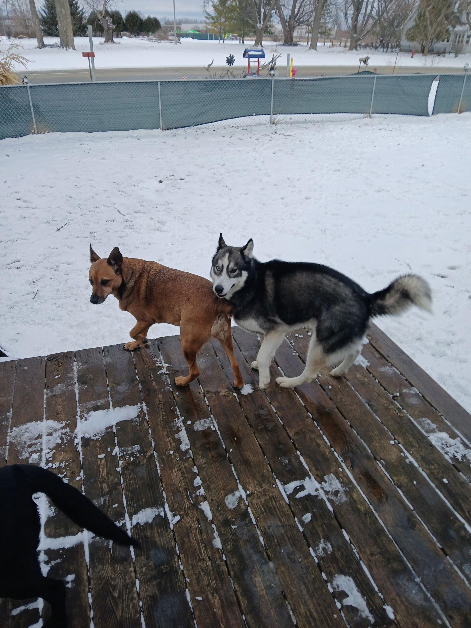 Sage, Adopted, Adult Male Husky.