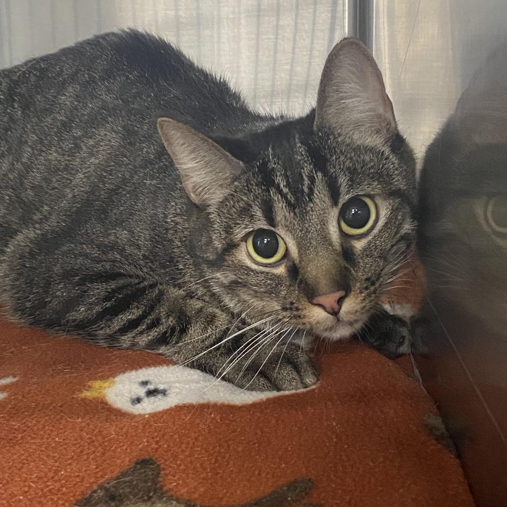 Enlarge Graham, a Adoptable Domestic Short Hair in Belleville, IL image 1/1