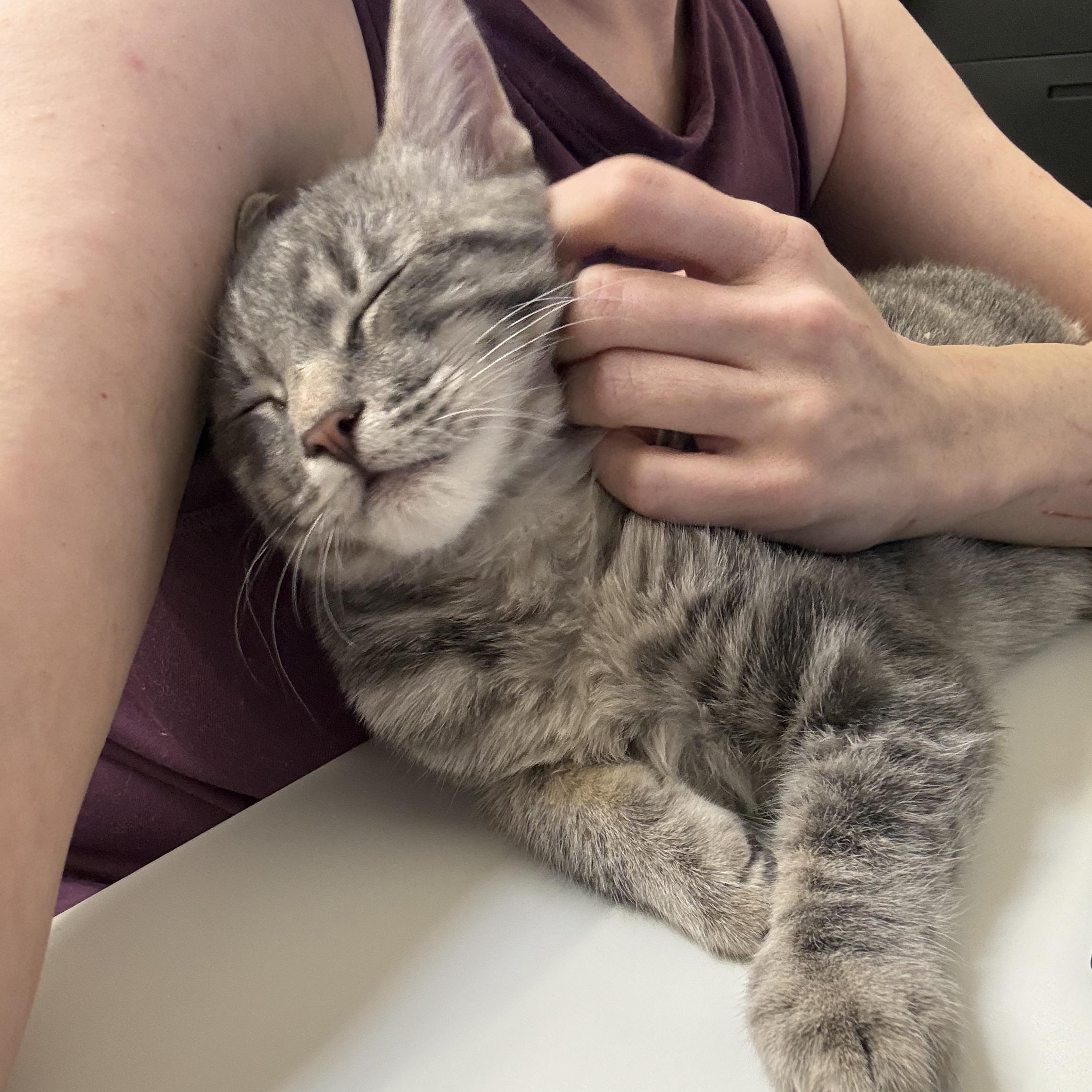 Enlarge Baby Grey, a Adoptable Domestic Short Hair in Santa Monica, CA image 5/5