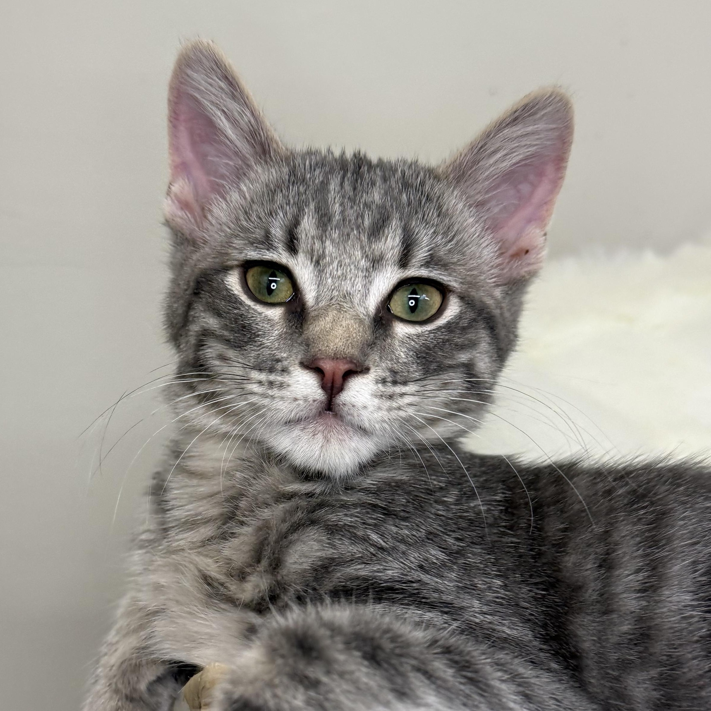 Enlarge Baby Grey, a Adoptable Domestic Short Hair in Santa Monica, CA image 1/5