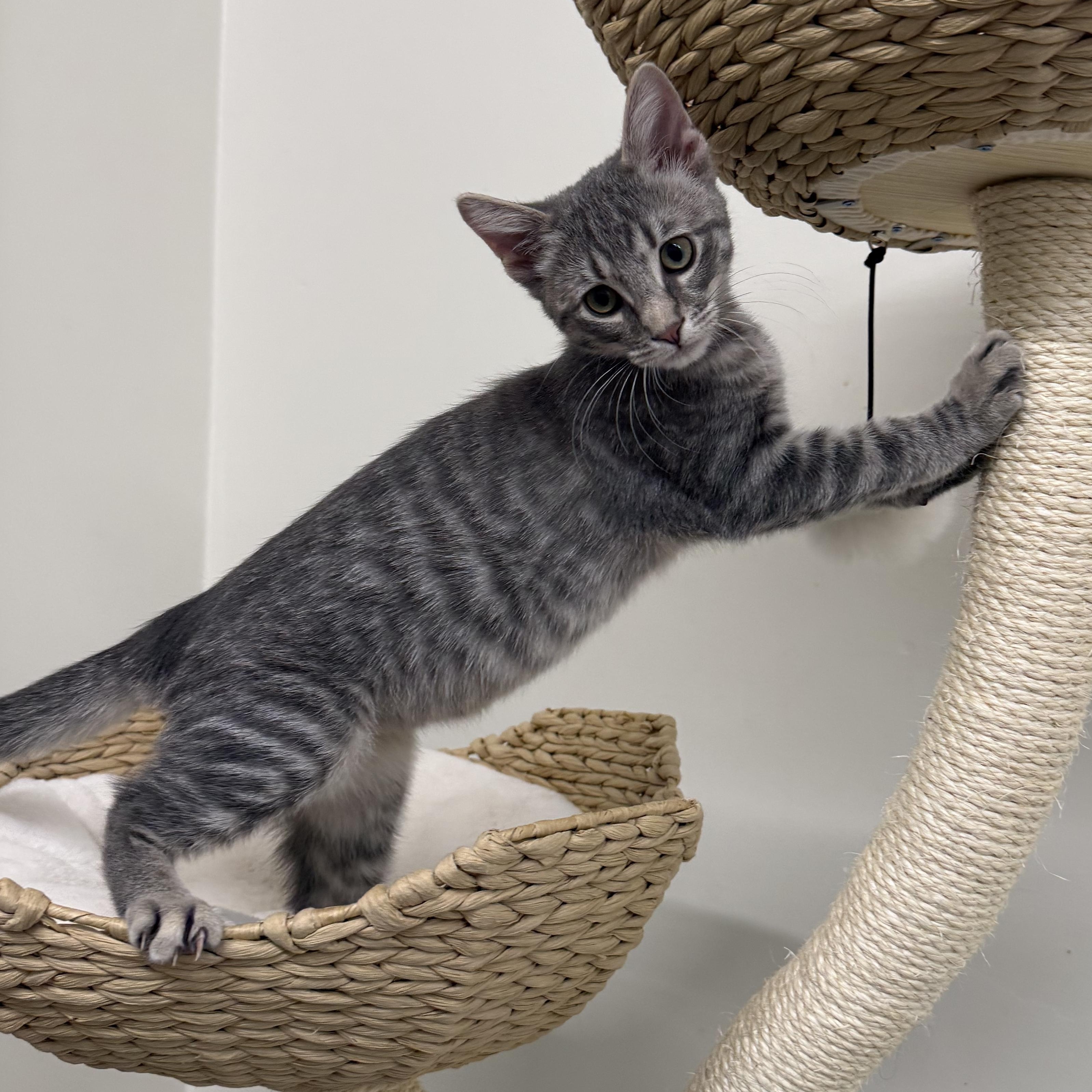 Enlarge Baby Grey, a Adoptable Domestic Short Hair in Santa Monica, CA image 4/5