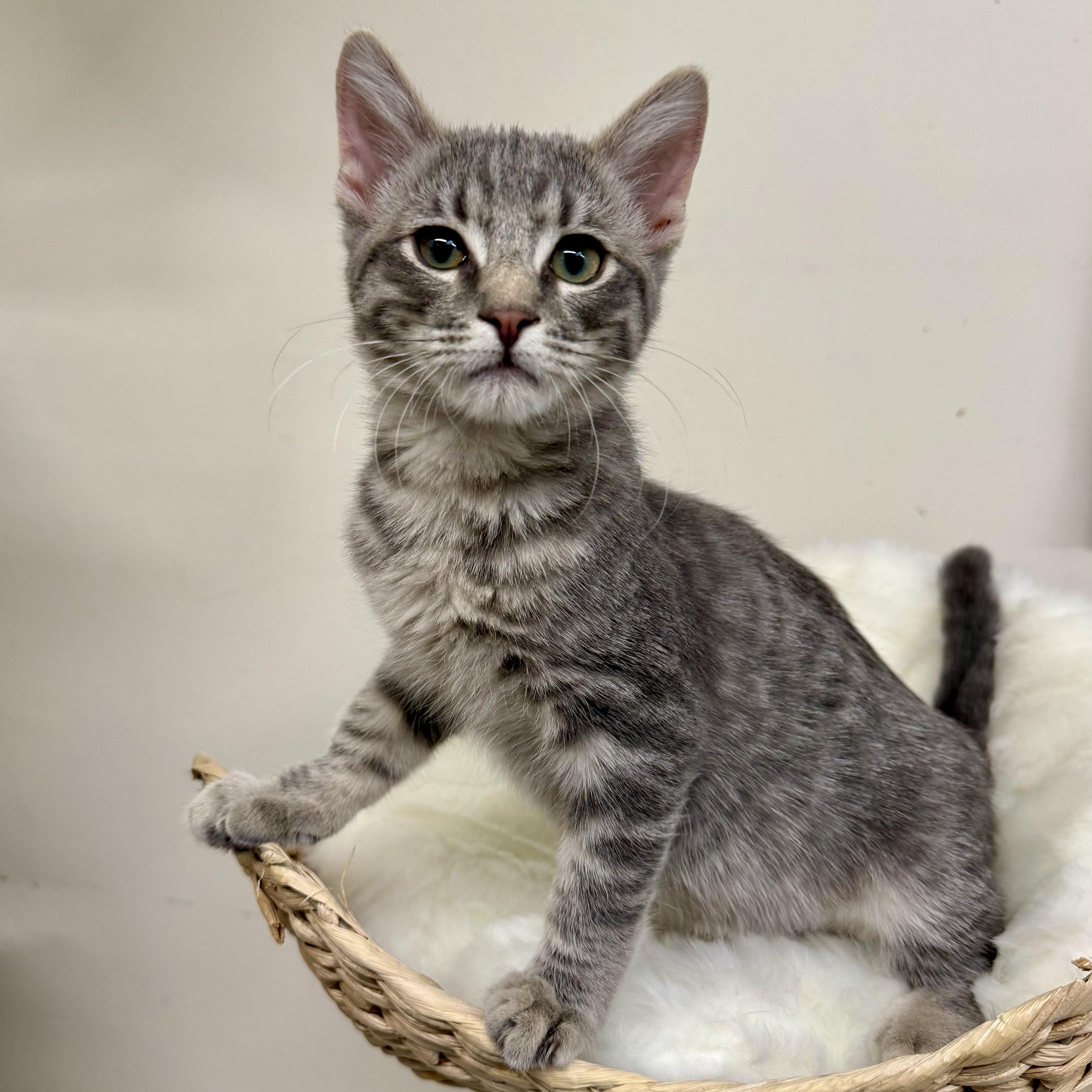 Enlarge Baby Grey, a Adoptable Domestic Short Hair in Santa Monica, CA image 3/5