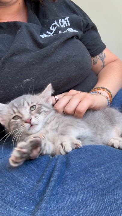 Enlarge Baby Grey, a Adoptable Domestic Short Hair in Santa Monica, CA video 2/5