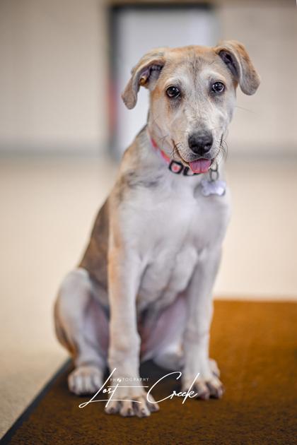 Joey, Adoptable, Young Female Mixed Breed & Mixed Breed.