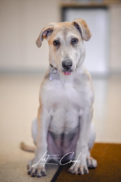 Enlarge Joey, a Adoptable mixed breed in Kalispell, MT image 2/3
