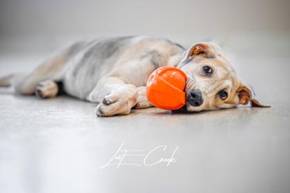 Enlarge Joey, a Adoptable mixed breed in Kalispell, MT image 3/3