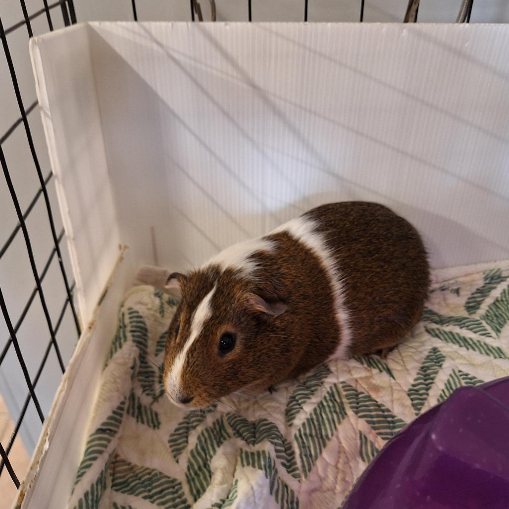 Milo, Adoptable, Young Male Guinea Pig.
