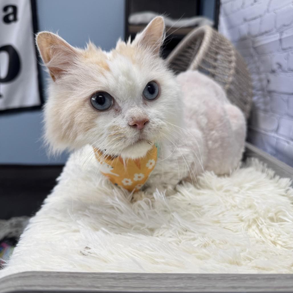 Crab Cake, Adoptable, Senior Male Domestic Long Hair.